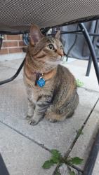 Lost Female Cat last seen Victoria park and Eglington Ave, Toronto, ON M4A 2T3