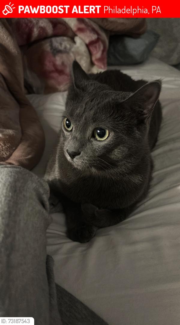 Lost Female Cat last seen Magee & Uhru, Philadelphia, PA 19135