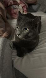 Lost Female Cat last seen Magee & Uhru, Philadelphia, PA 19135