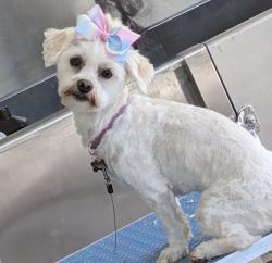 Reunited Female Dog last seen North Concord, Concord, CA 94520