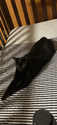 Lost Female Cat last seen Near Columbia River high school, Vancouver, WA 98685