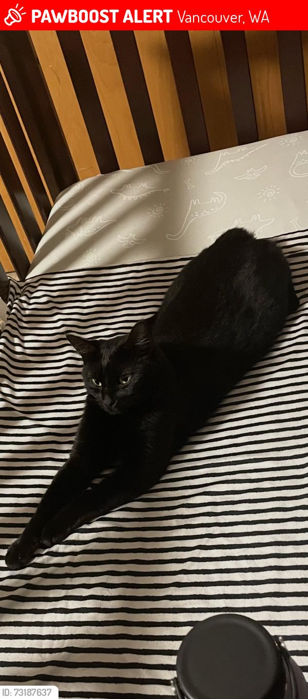 Lost Female Cat last seen Near Columbia River high school, Vancouver, WA 98685