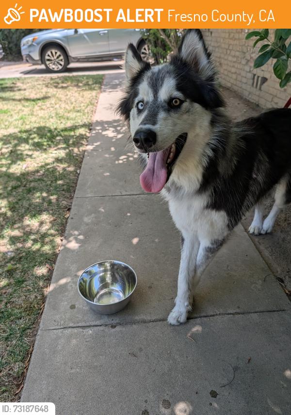 Found/Stray Unknown Dog last seen Shaw and Maroa, Fresno County, CA 93704