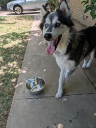 Found/Stray Unknown Dog last seen Shaw and Maroa, Fresno County, CA 93704