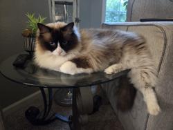 Lost Male Cat last seen S 278th street and 42nd ave s., Lakeland North, WA 98001
