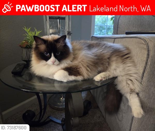 Lost Male Cat last seen S 278th street and 42nd ave s., Lakeland North, WA 98001