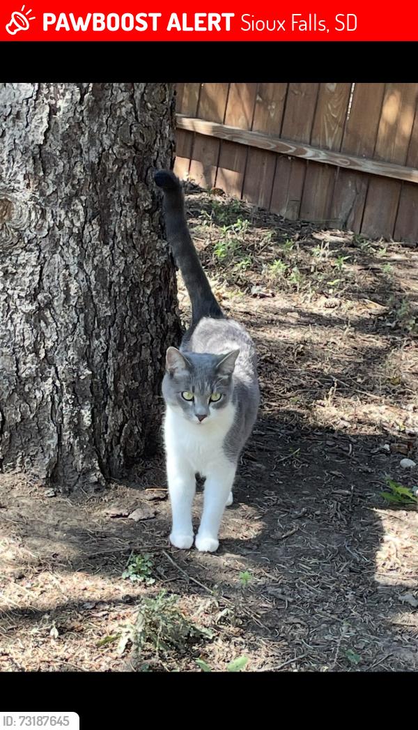 Lost Female Cat last seen The wondery off 57th and veterans parkway, Sioux Falls, SD 57108