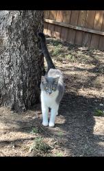 Lost Female Cat last seen The wondery off 57th and veterans parkway, Sioux Falls, SD 57108