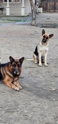 Reunited Male Dog last seen Near Denison Ln, Bakersfield, CA 93306, USA, Bakersfield, CA 93306