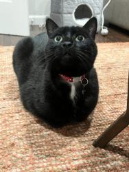 Reunited Male Cat last seen Springhill Lane and Springhill Road, Lafayette, CA, Lafayette, CA 94549