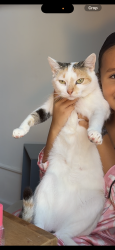 Reunited Female Cat last seen Weehawken 3408 Park Ave, Weehawken Township, NJ 07086