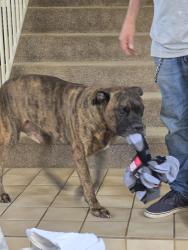 Reunited Male Dog last seen Cajon and Cypress, Redlands, CA 92373