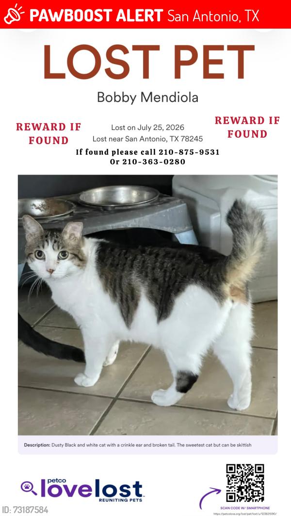 Lost Male Cat last seen Louisburg Dr and Fillmore Dr, San Antonio, TX 78245