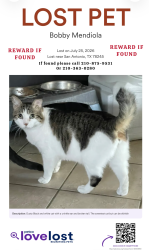 Lost Male Cat last seen Louisburg Dr and Fillmore Dr, San Antonio, TX 78245