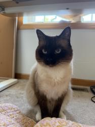 Lost Male Cat last seen Porchlight Ln, Prospect RD, Eden Prairie, MN 55347
