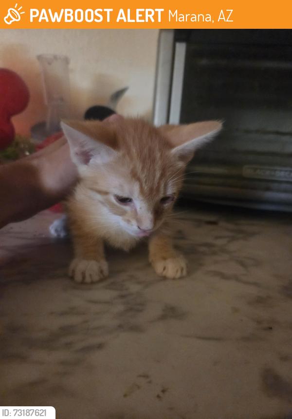 Found/Stray Male Cat last seen Anway and sandy st, Marana, AZ 85653