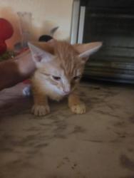 Found/Stray Male Cat last seen Anway and sandy st, Marana, AZ 85653