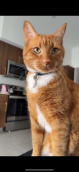 Lost Male Cat last seen Dresden drove, Atlanta, GA 30319