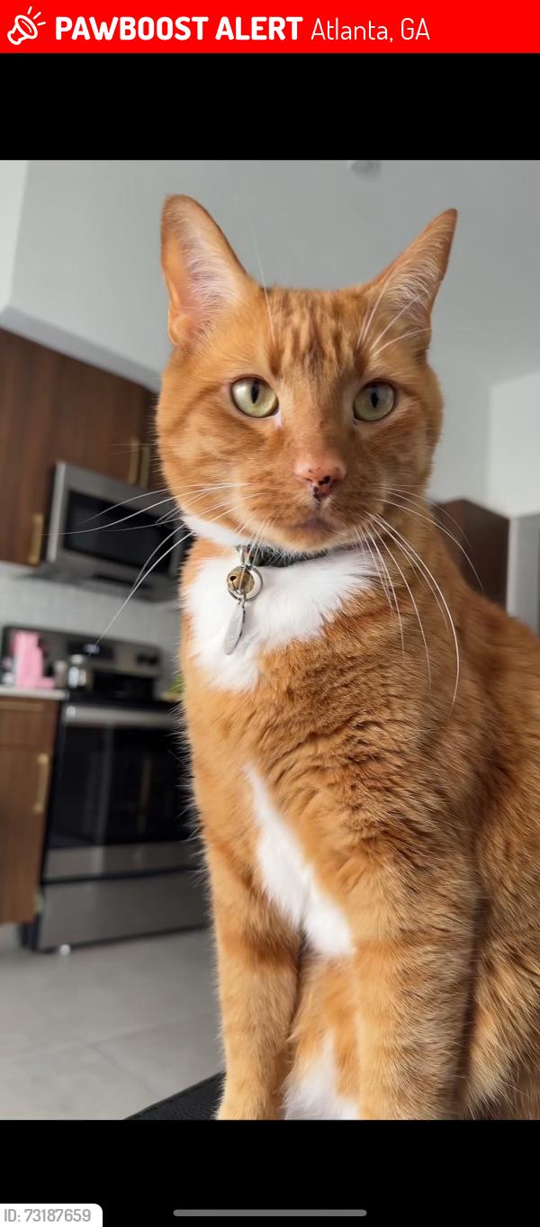 Lost Male Cat last seen Dresden drove, Atlanta, GA 30319