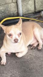 Lost Male Dog last seen Arboleda st, San Antonio, TX 78237