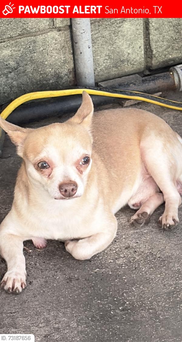 Lost Male Dog last seen Arboleda st, San Antonio, TX 78237