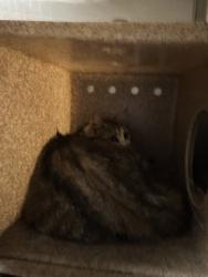 Shelter Stray Female Cat last seen Kitsap Way, BREMERTON, WA, 98312, 9167 Dickey Rd NW, Silverdale, WA 98383, USA
