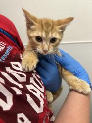 Shelter Stray Male Cat last seen NE 10th Avenue, POULSBO, WA, 98370, 9167 Dickey Rd NW, Silverdale, WA 98383, USA