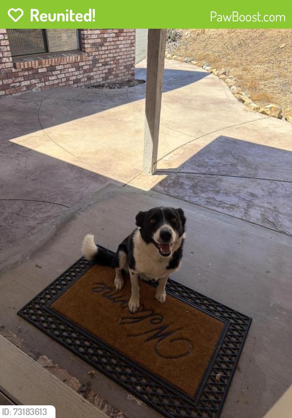 Reunited Male Dog last seen Alamo dr and Villarreal de, La Grange, CA 95329