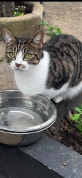 Lost Female Cat last seen East Ham railway lines, Greater London, England E6 2AL