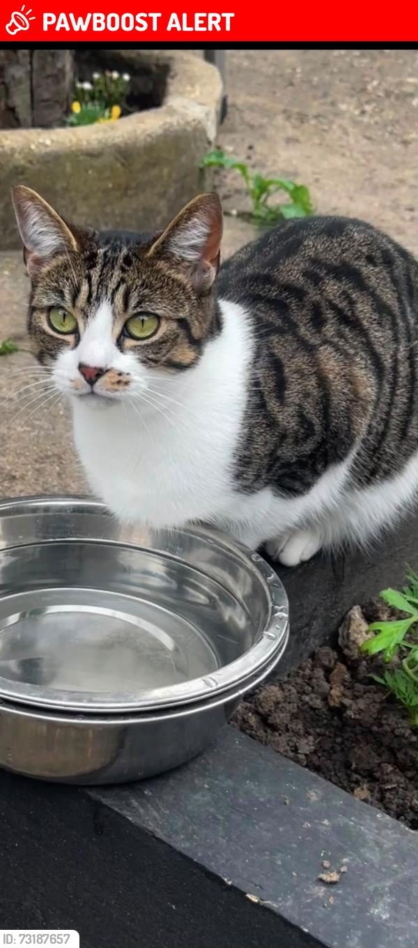Lost Female Cat last seen East Ham railway lines, Greater London, England E6 2AL