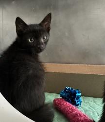 Shelter Stray Male Cat last seen Bowles Avenue, STATEN ISLAND, NY, 10303, 3139 Veterans Rd W, Staten Island, NY 10309, USA