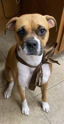 Reunited Female Dog last seen Bentwood Cove Drive, Apison, TN 37302