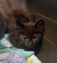 Shelter Stray Female Cat last seen Near Peach Court, El Cajon, CA, 92021, 5500 Gaines St, San Diego, CA 92110, USA