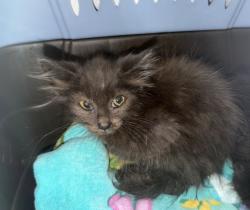 Shelter Stray Male Cat last seen Near Peach Court, El Cajon, CA, 92021, 5500 Gaines St, San Diego, CA 92110, USA