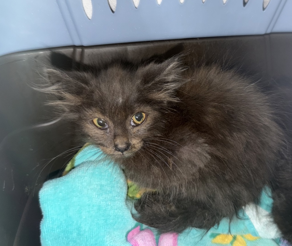 Shelter Stray Male Cat last seen Near Peach Court, El Cajon, CA, 92021, 5500 Gaines St, San Diego, CA 92110, USA