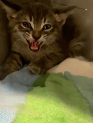 Shelter Stray Male Cat last seen Morena Boulevard, San Diego, CA, 92110, 5500 Gaines St, San Diego, CA 92110, USA