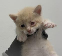 Shelter Stray Female Cat last seen Near Neven Street, San Diego, CA, 92154, 5500 Gaines St, San Diego, CA 92110, USA