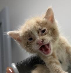 Shelter Stray Male Cat last seen Near Neven Street, San Diego, CA, 92154, 5500 Gaines St, San Diego, CA 92110, USA
