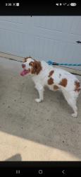 Reunited Female Dog last seen Ramsay and wolfpoint, Pine Forest, NC 28311