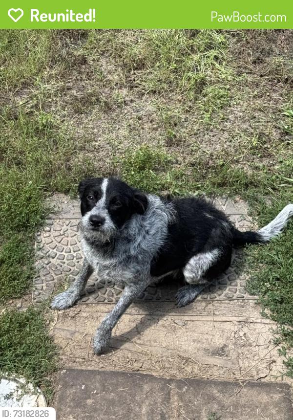 Reunited Female Dog last seen Gold Hill, NC 28071, USA, Gold Hill, NC 28071