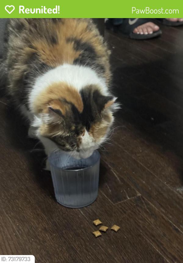 Reunited Female Cat last seen N Chicago Ave and N Avers Ave, Chicago, IL 60624