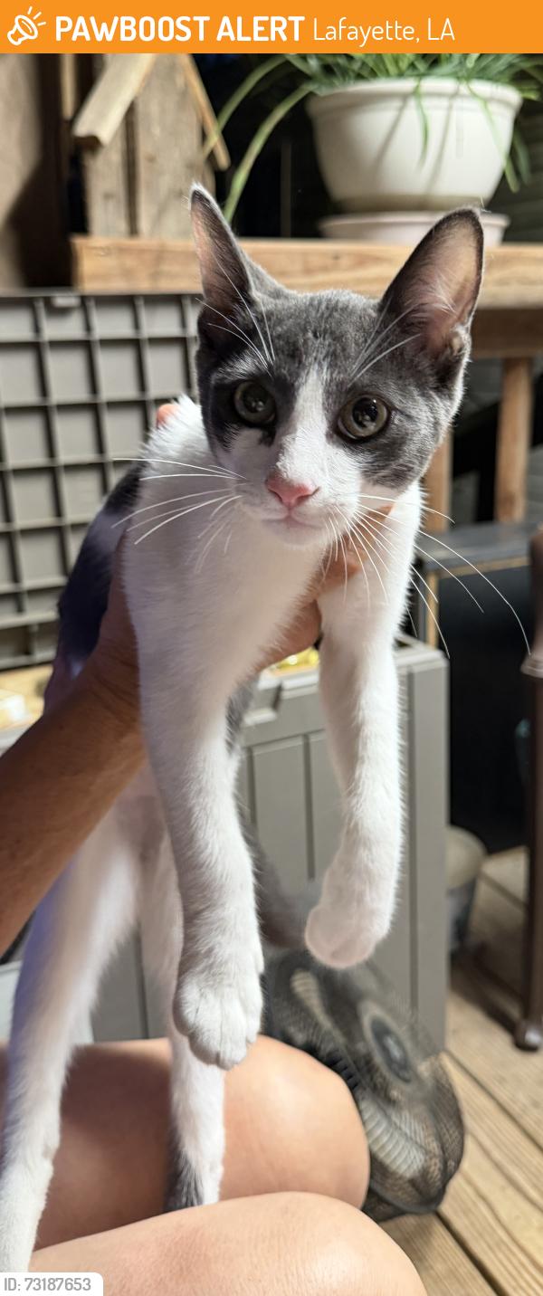 Found/Stray Male Cat last seen Bonin road, Lafayette, LA 70508