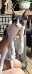 Found/Stray Male Cat last seen Bonin road, Lafayette, LA 70508