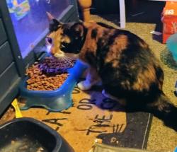 Reunited Female Cat last seen Off Hemphill & cross streets are Ogema & MacDonald Ave, Flint, MI 48507