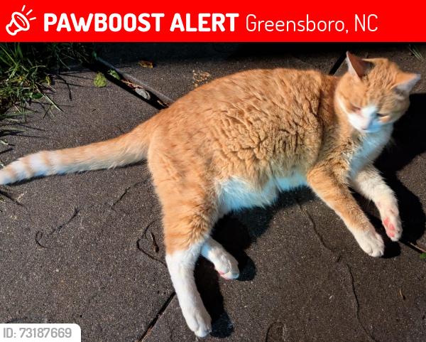 Lost Male Cat last seen Sage Rd, Greensboro, NC 27410