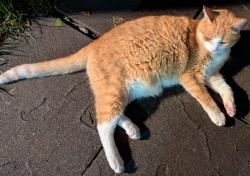 Lost Male Cat last seen Sage Rd, Greensboro, NC 27410
