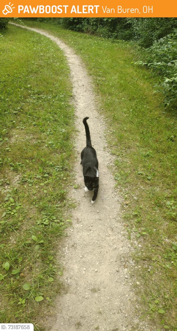 Found/Stray Unknown Cat last seen Van buren state park, Van Buren, OH 45889