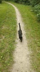 Found/Stray Unknown Cat last seen Van buren state park, Van Buren, OH 45889