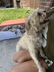 Found/Stray Female Dog last seen Kostoryz and holly, Corpus Christi, TX 78415