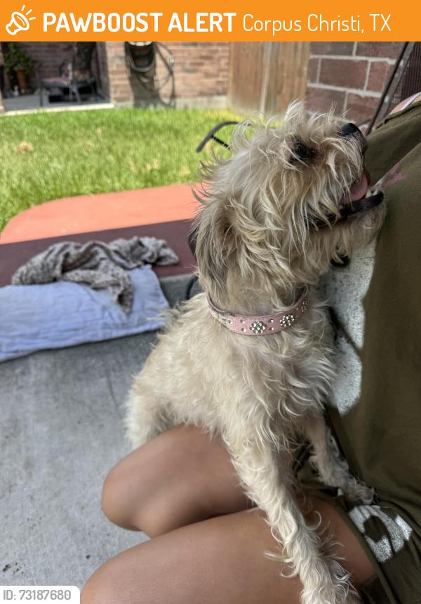 Found/Stray Female Dog last seen Kostoryz and holly, Corpus Christi, TX 78415